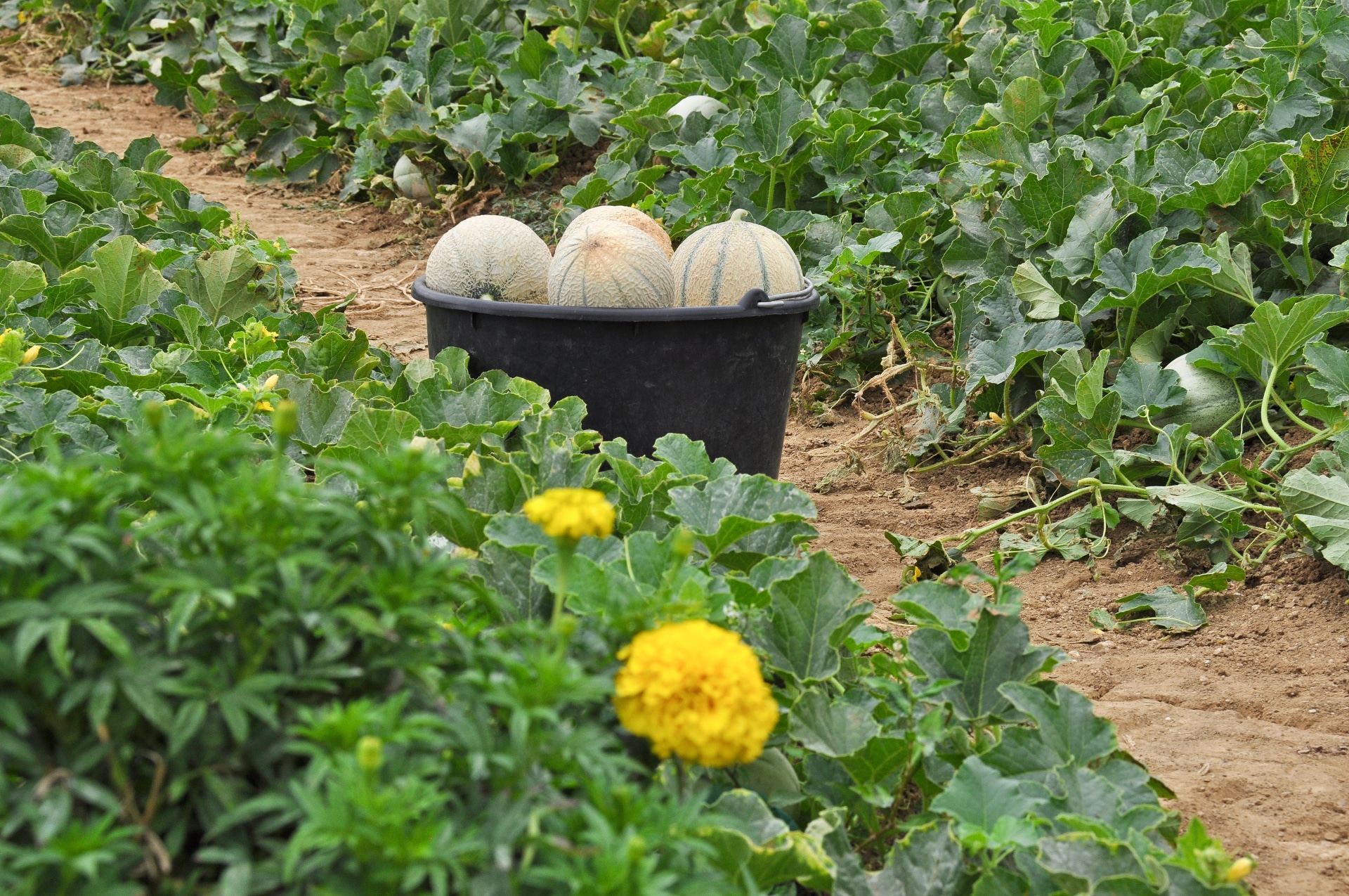 Ramassage melons bio type charentais